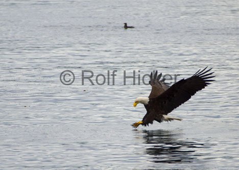 Weisskopfseeadler