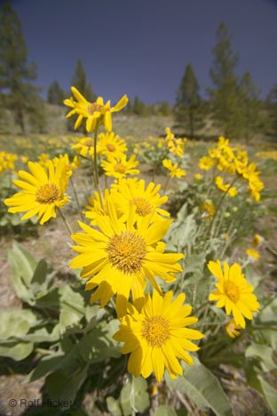 Balsamorhiza Sagittata Wildblumen