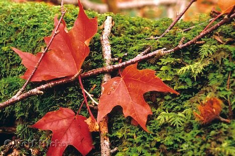 Herbstgedicht Herbsttag